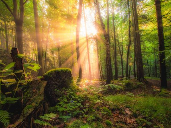 Pădurea și soarele, “doctorii fără de arginți” după perioada de izolare. Beneficiile acestor terapii, argumentate științific